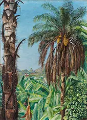 Cocoera Palms and Bananas Morro Velho Brazil 1880 By Marianne North