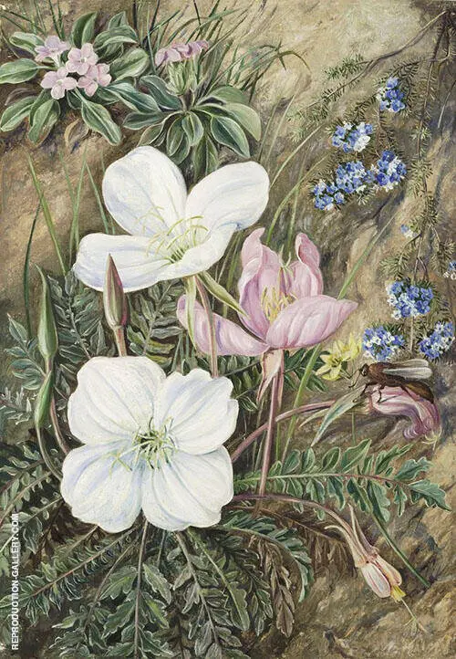 Common Flowers of Chili By Marianne North