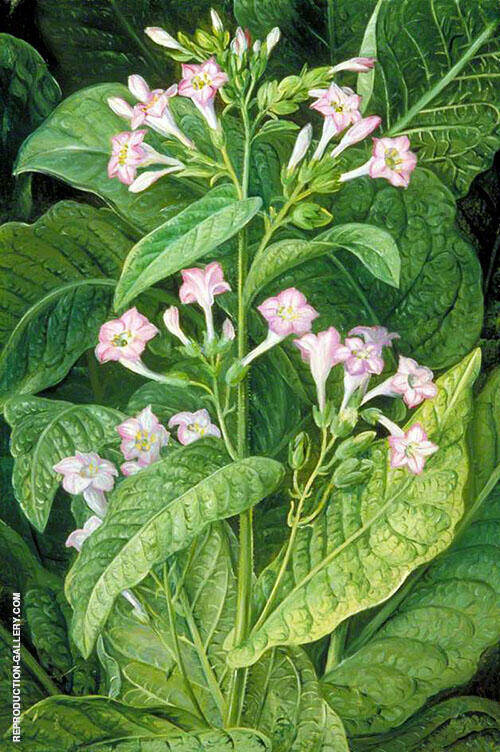 Common Tobacco 1870 by Marianne North | Oil Painting Reproduction