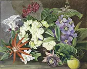 Cultivated Flowers Painted in Jamaica By Marianne North