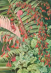 Fern and Flowers Bordering The River at Chanleon Chili 1885 By Marianne North
