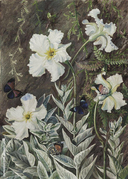 Flannel Flower of Casa Branca and Butterflies Brazil | Oil Painting Reproduction