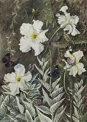 Flannel Flower of Casa Branca and Butterflies Brazil By Marianne North
