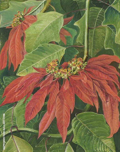 Flor de Pascua or Easter Flower at Morro Velho Brazil By Marianne North