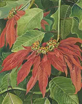 Flor de Pascua or Easter Flower at Morro Velho Brazil By Marianne North