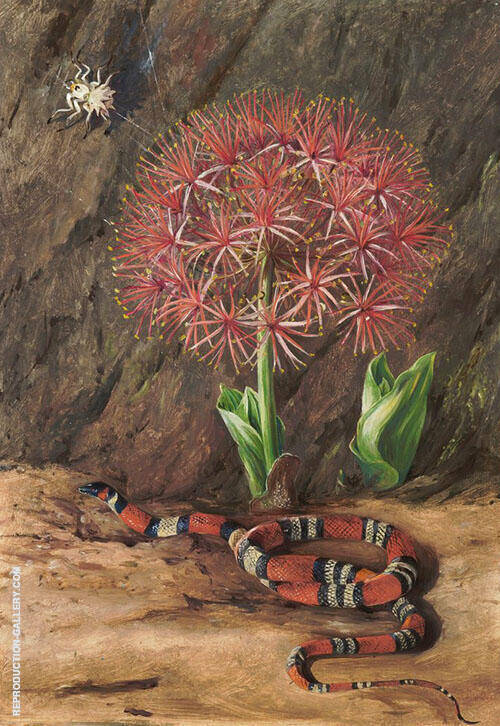 Flor Imperiale Coral Snake and Spider Brazil 1880 | Oil Painting Reproduction