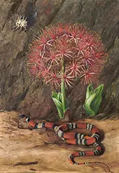 Flor Imperiale Coral Snake and Spider Brazil 1880 By Marianne North