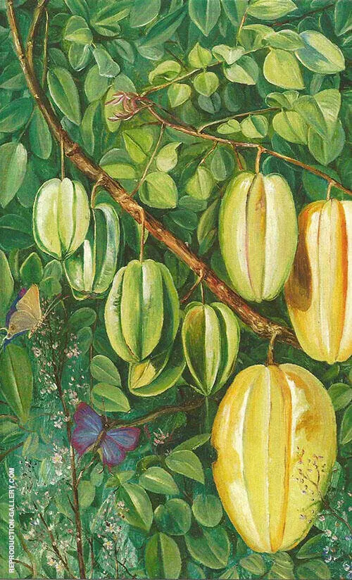 Flowers and Fruit of Carambola and Butterflies Singapore By Marianne North