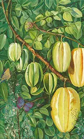 Flowers and Fruit of Carambola and Butterflies Singapore By Marianne North