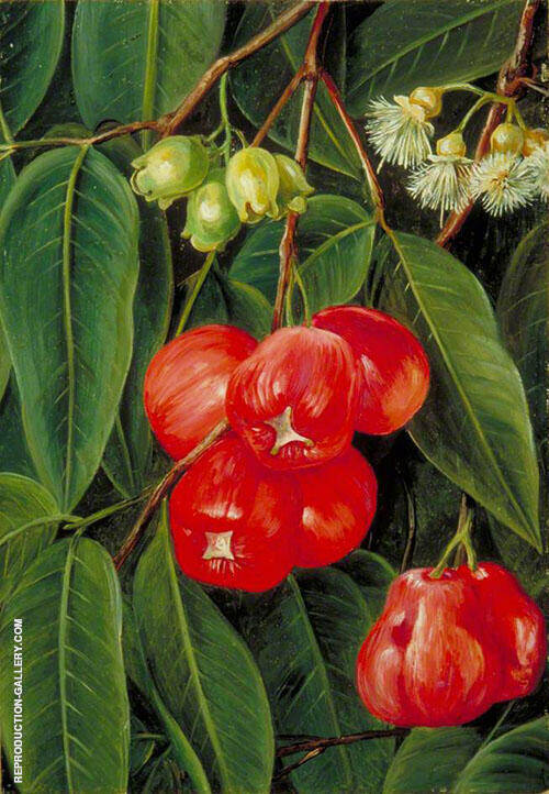 Flowers and Fruit of The Jamboa Boll Java 1876 | Oil Painting Reproduction