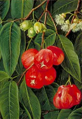 Flowers and Fruit of The Jamboa Boll Java 1876 By Marianne North