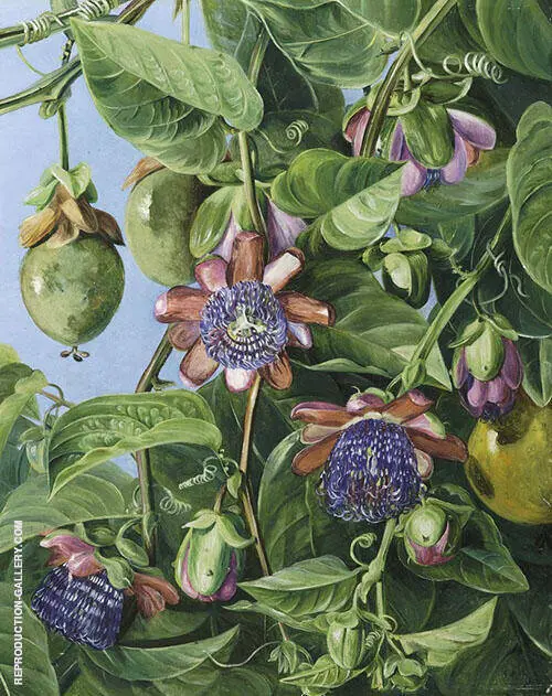 Flowers and Fruit of The Maricojas Passion Flower Brazil By Marianne North