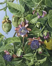 Flowers and Fruit of The Maricojas Passion Flower Brazil By Marianne North