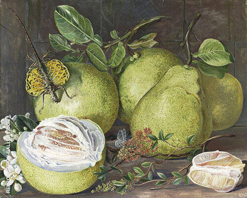 Flowers and Fruit of The Pomelo a Branch of Hennah and Flying Lizard Sarawak | Oil Painting Reproduction