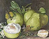 Flowers and Fruit of The Pomelo a Branch of Hennah and Flying Lizard Sarawak By Marianne North