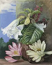 Flowers Cultivated in The Botanic Garden Rio Janeiro Brazil By Marianne North