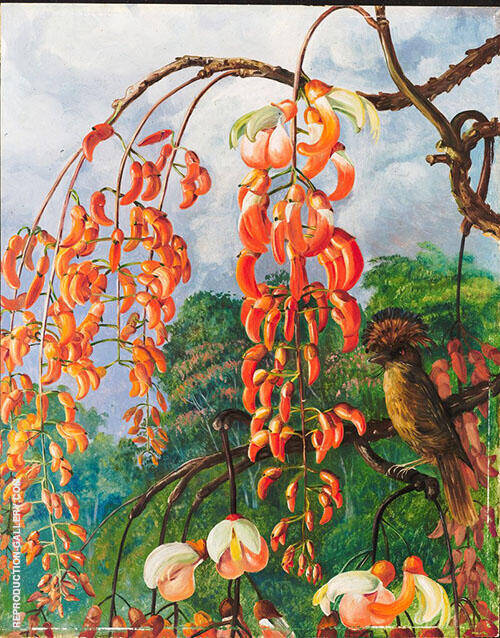 Flowers of a Coral Tree and King of The Flycatchers Brazil 1880 | Oil Painting Reproduction