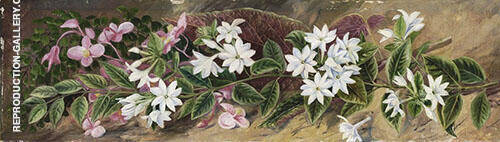 Flowers of a Jasmine and a Pink Begonia Borneo | Oil Painting Reproduction