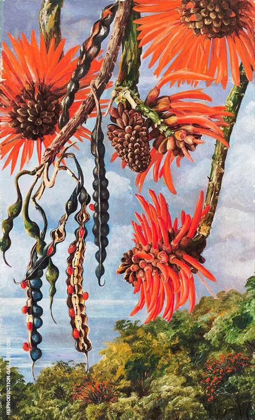 Flowers of Another Kind of Coral Tree 1880 By Marianne North