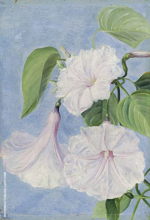 Flowers of a Shrubby Convolvulus Jamaica By Marianne North
