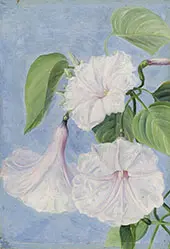 Flowers of a Shrubby Convolvulus Jamaica By Marianne North
