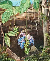 Flowers of a Twiner Brazil 1880 By Marianne North
