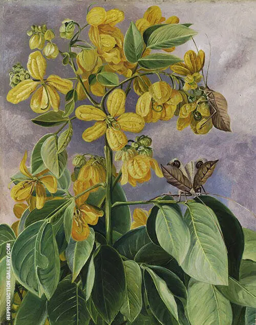 Flowers of Cassia Corymbosa in Minas Geraes Brazil By Marianne North