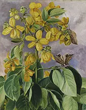 Flowers of Cassia Corymbosa in Minas Geraes Brazil By Marianne North