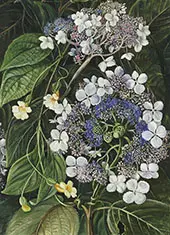 Flowers of Darjeeling India By Marianne North