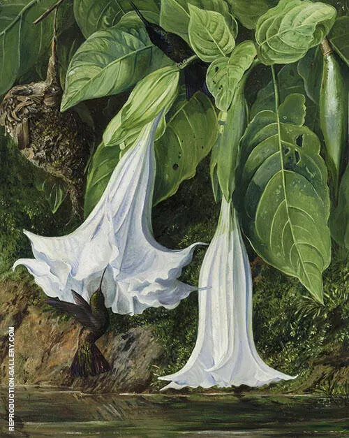 Flowers of Datura and Humming Birds Brazil By Marianne North