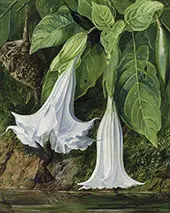 Flowers of Datura and Humming Birds Brazil By Marianne North