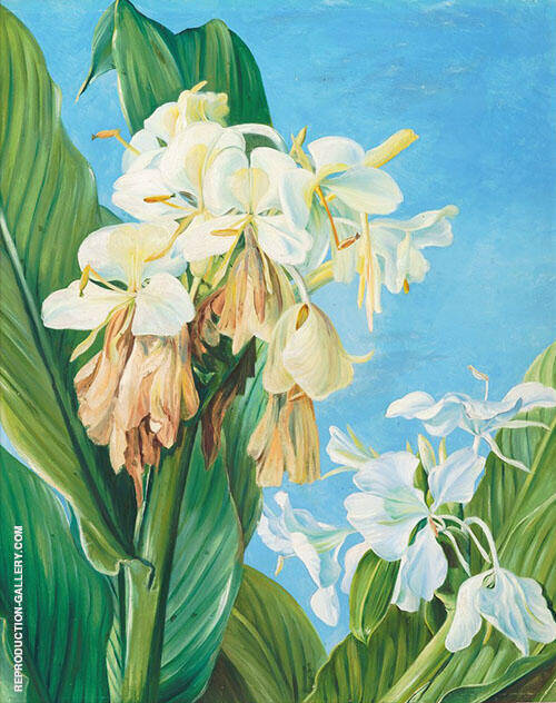Flowers of Hedychium Botanic Gardens Brazil 1880 | Oil Painting Reproduction