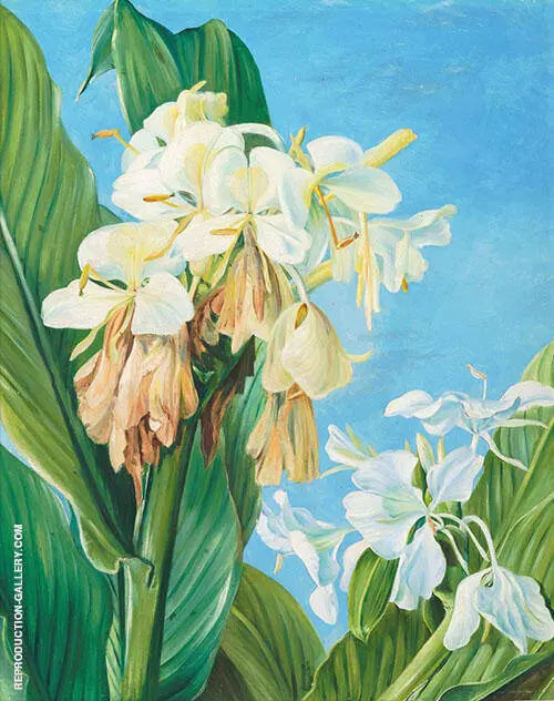 Flowers of Hedychium Botanic Gardens Brazil 1880 By Marianne North