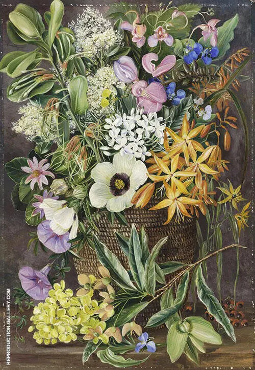 Flowers of st Johns in Pondo Basket By Marianne North