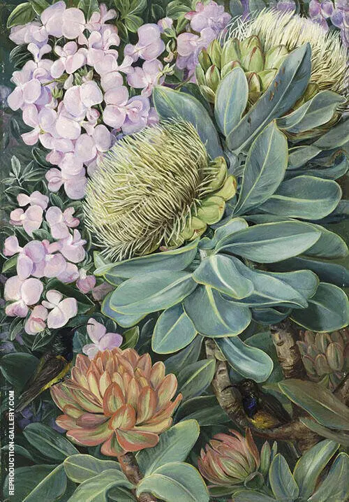 Flowers of The Wagenboom and a Podalyria and Honeysuckers By Marianne North