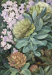 Flowers of The Wagenboom and a Podalyria and Honeysuckers By Marianne North