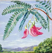 Foliage and Flowers of a Tree Commonly Cultivated in Warm Countries By Marianne North