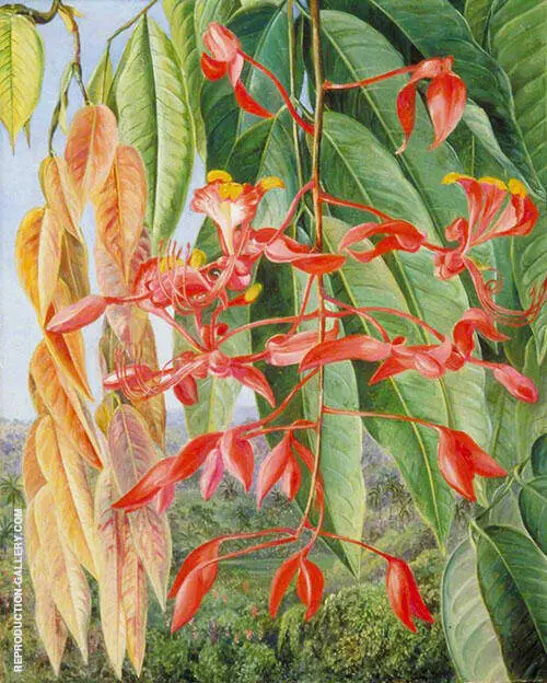 Foliage and Flowers of The Burmese Thaw Ka or Soka 1876 By Marianne North