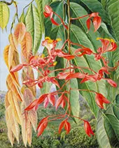 Foliage and Flowers of The Burmese Thaw Ka or Soka 1876 By Marianne North
