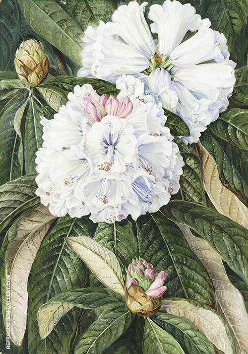 Foliage and Flowers of The Indian Rhododendron Grande By Marianne North
