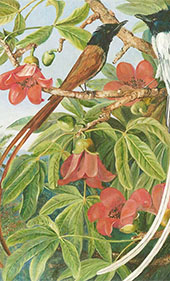 Foliage and Flowers of The Red Cotton Tree and a pair of Long Tailed Fly Catchers Ceylon By Marianne North