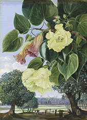 Foliage and Flowers of The Suriya or Portia The Pagodas of Madura in The Distance By Marianne North