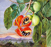Foliage and Fruit of Sterculia Parviflora 1870 By Marianne North