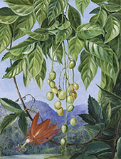 Foliage and Fruit of The Wampee and American Passion Flower By Marianne North