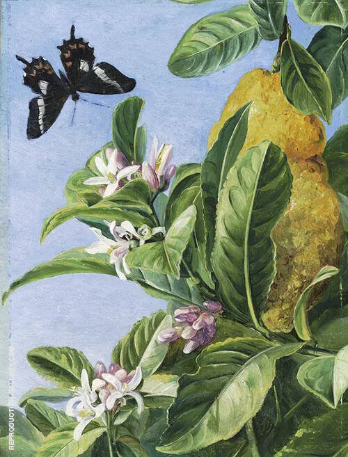 Foliage Flowers and Fruit of The Citron and Butterfly Painted in Brazil By Marianne North