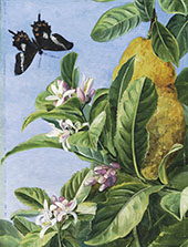 Foliage Flowers and Fruit of The Citron and Butterfly Painted in Brazil By Marianne North