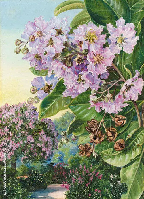 Foliage Flowers and Fruit of a Forest Tree of India By Marianne North