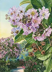 Foliage Flowers and Fruit of a Forest Tree of India By Marianne North