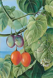 Foliage Flowers and Fruit of False Tomato Painted in Brazil By Marianne North