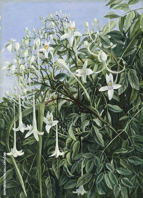 Foliage Flowers and Fruit of Millingtonia Hortensis By Marianne North